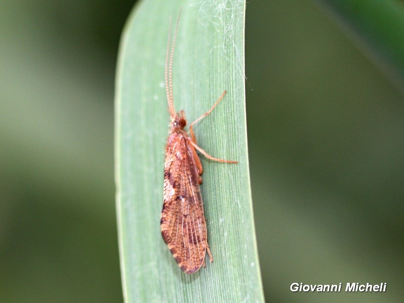 Richiesta ID: Rhyacophilidae: cfr. Rhyacophila sp.